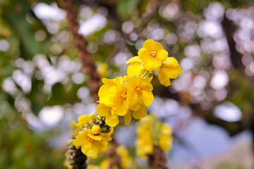 branch of yellow wild flower in autumn field