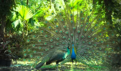 Zelfklevend Fotobehang Dancing peacock with feathers © Sekson