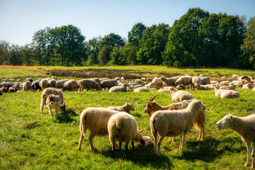 Sheep herd in the Dosenmoor in Schleswig-Holstein, Germany