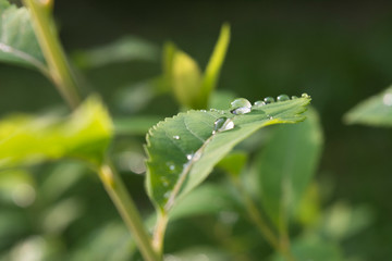 Raindrops on the leaf close-up image.
