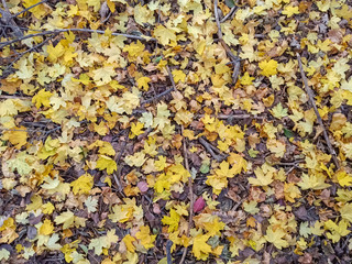 Autumn leaves are red yellow and green. Beautiful Autumn Background.