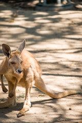 Joey kangaroo in the Zoo in Queensland