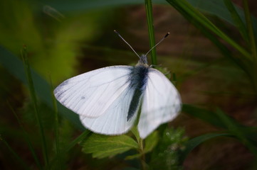 butterfly on green grass
