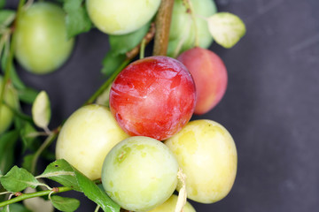 The Mirabelle, also called Yellow Plum, is a subspecies of the plum.