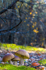 three mushrooms growing in nature