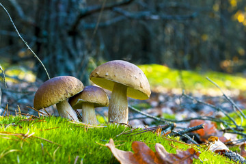 three mushrooms grows in nature