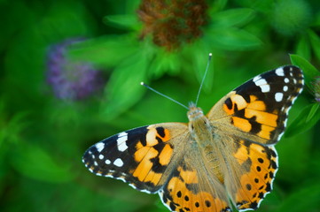 Butterfly in wild flowers. Insects in nature.