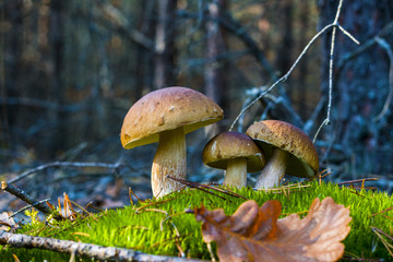 three white mushrooms grows in nature