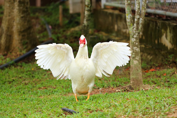 Swan spread the wings in the park.