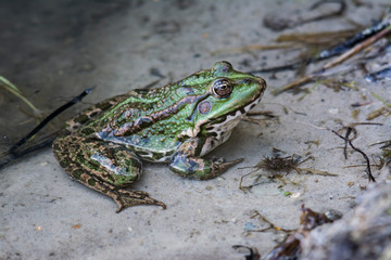 Green frog sitting in water