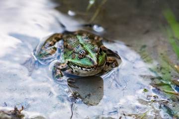 Green frog sitting in water