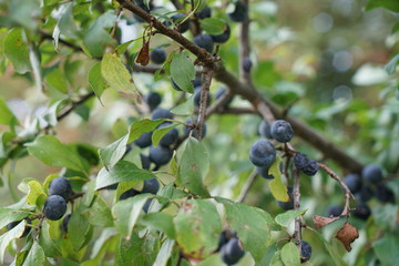 The Mirabelle, also called Yellow Plum, is a subspecies of the plum.