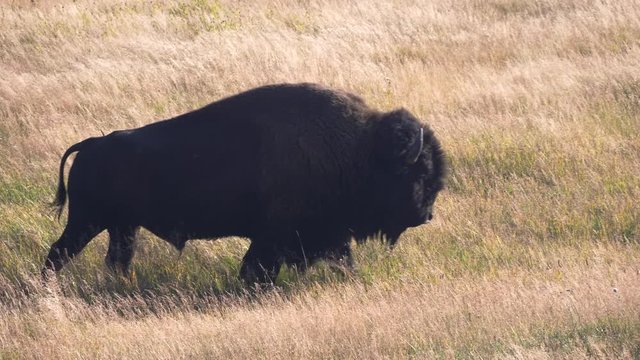 a tracking shot of a bison walking in yellowstone national park of wyoming, usa