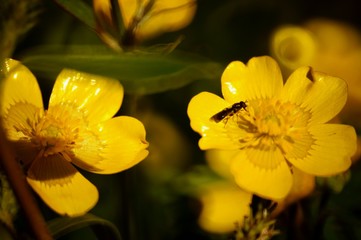 yellow flowers in the garden