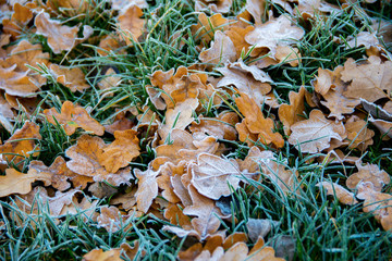 Frozen oak leafs. Hoarfrost on withered leaves.