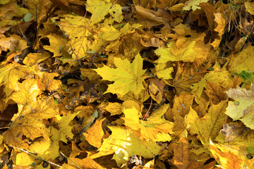 Yellow leaves on ground close up