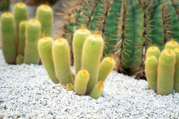 Parodia leninghausii cactus