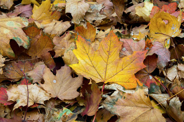 Yellow leaves on ground close up