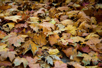 Yellow leaves on ground close up