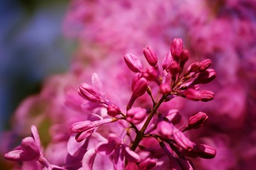 Blooming branch of lilac. Early spring.