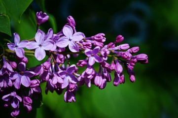 purple flowers of lilac
