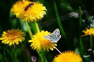 Butterfly in wild flowers. Insects in nature.