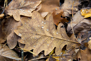 Yellow leaves with drops of dew on ground close up