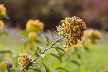 wild yellow flowers in autumn meadow