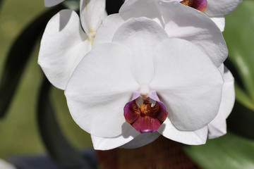 Orchideenblüte ganz nah