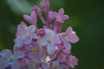 Fototapeta premium Blooming branch of lilac. Early spring.