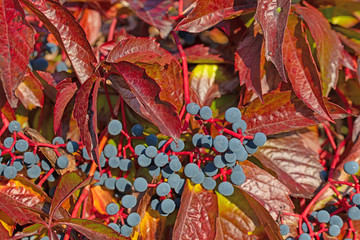 Wilder Wein, Parthenocissus quinquefolia, Früchte und Blätter im Herbst