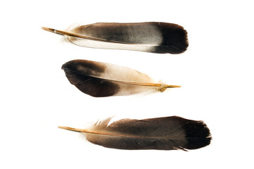 Black feathers isolated on white background