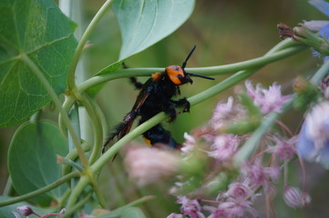 Scolia wasp in wild flowers. Flower landscape