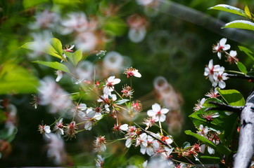 blooming cherry tree in spring