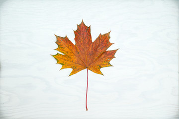 One maple leaf on a white wooden background