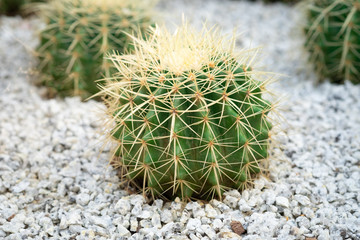 Golden barrel cactus or Echinocactus grusonii