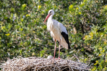 Cigogne blanche - Ciconia ciconia - au nid