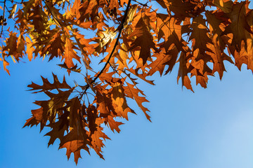 yellow oak leafs over the blue sky