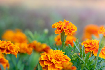 Orange Marigold flowers or Tagetes erecta in the garden