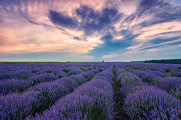 Fototapeta na wymiar Blooming scented lavender flower fields in endless rows. Sunset field.