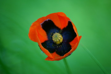 red poppy on green background