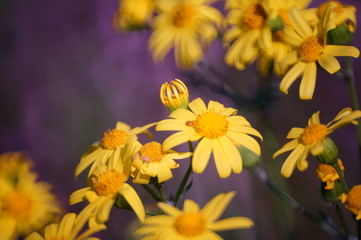yellow and flowers