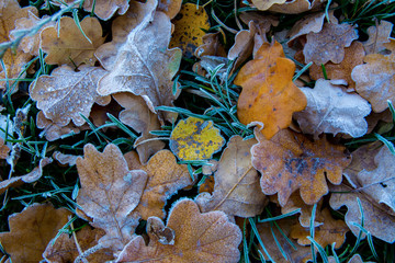 Frozen oak leafs. Hoarfrost on withered leaves.