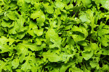 Fresh Rocket, crisp wet leaves growing.