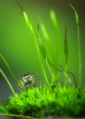 piccolo ragno salticidae in posa sul muschio verde