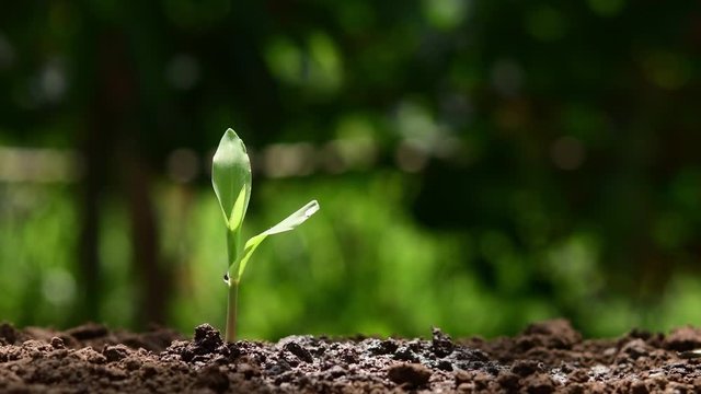 hand watering corn in garden. agriculture concept