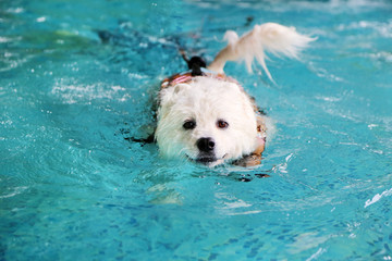 Samoyed wear life jacket in swimming pool. White dog swimming.