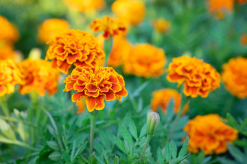 Orange Marigold flowers or Tagetes erecta in the garden