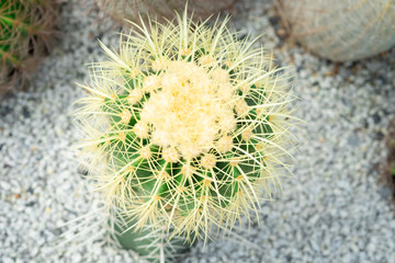 Top view of Golden barrel cactus or Echinocactus grusonii