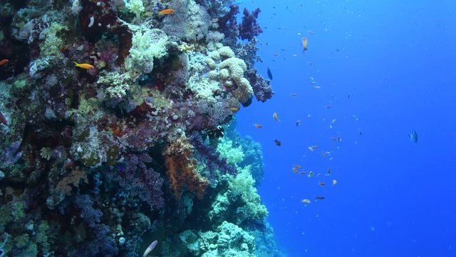 View of a healthy coral reef vith a variety of soft and hard corals, surrounded by various reef fishes, Marsa Alam, Egypt